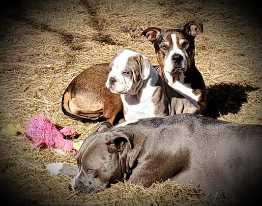 Gus, Emmy & Lucy Love all the toys from Chewy~