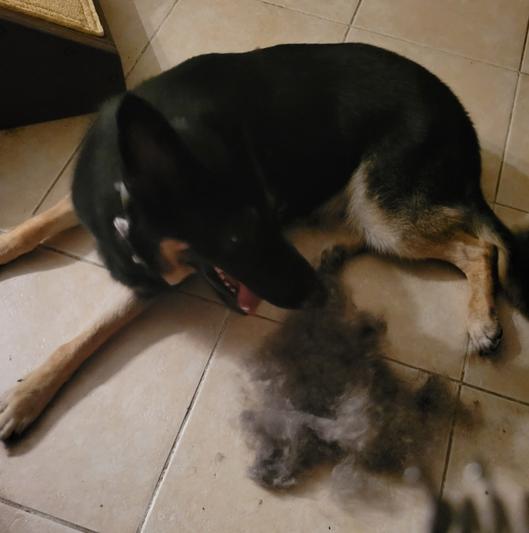 PET REPUBLIQUE Dematting Rake