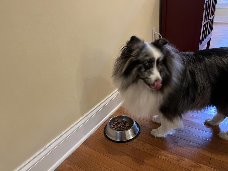 "I love it!" says Bandit.