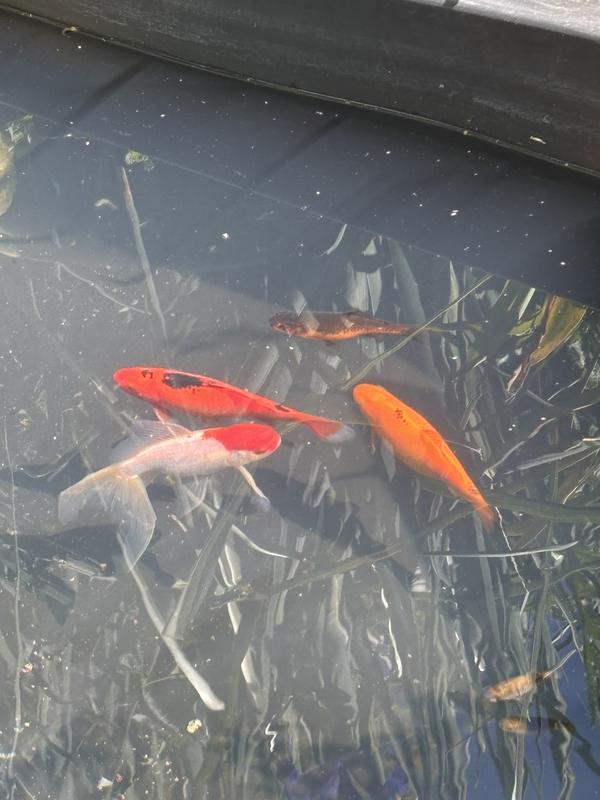 Clean water! You can SEE the fish.