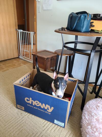 The Chewy box is here!!!