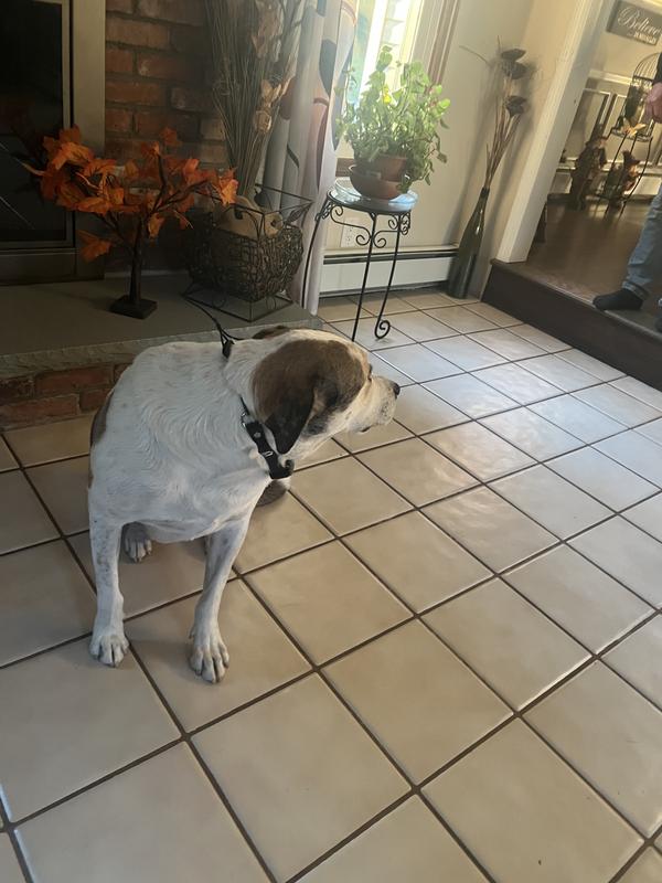 Not A happy dog right now lol