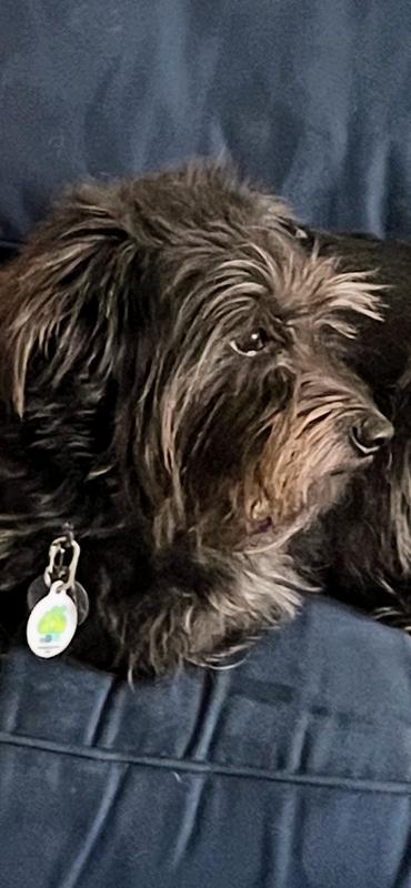 Buddy. Adopted at age 5. Very sweet and affectionate