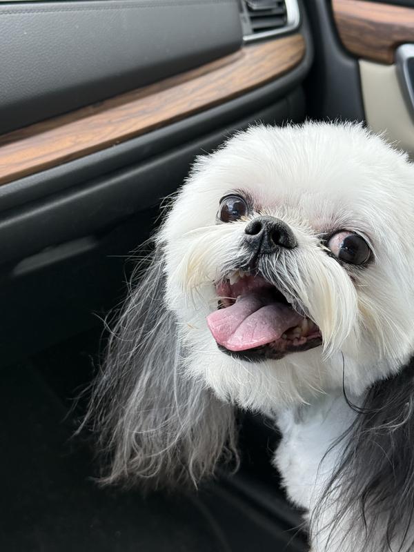 Smiling for more HDP Duck Jerky Treats