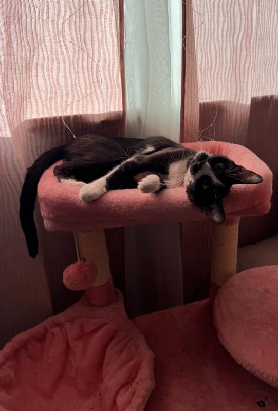 She's very active on this tree, so this shows its sturdy.