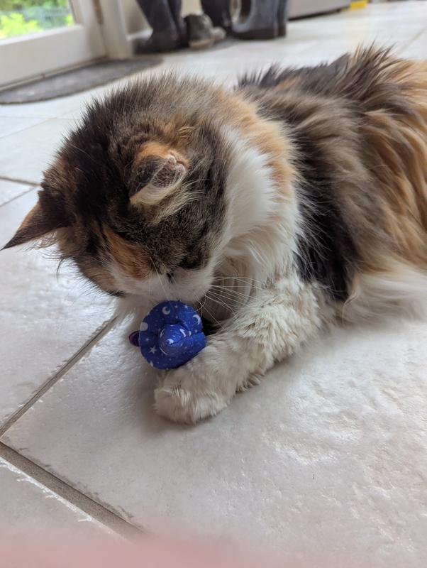 One of my senior kitties