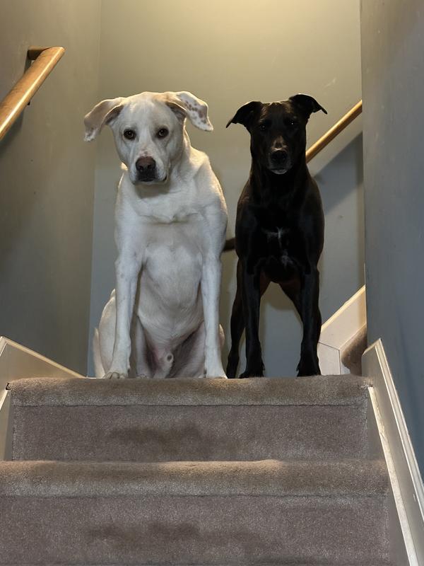 Zinny (130 lbs), Dazy (85 lbs)