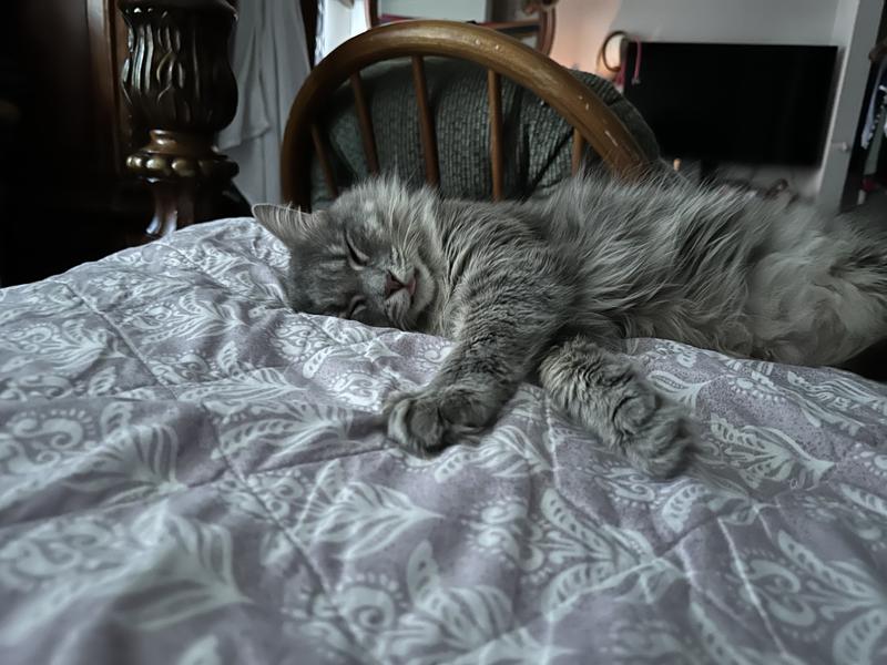 Look at that cute food coma kitty with the tongue out !