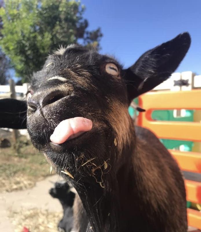Daisy Von Trapp loves every bite!