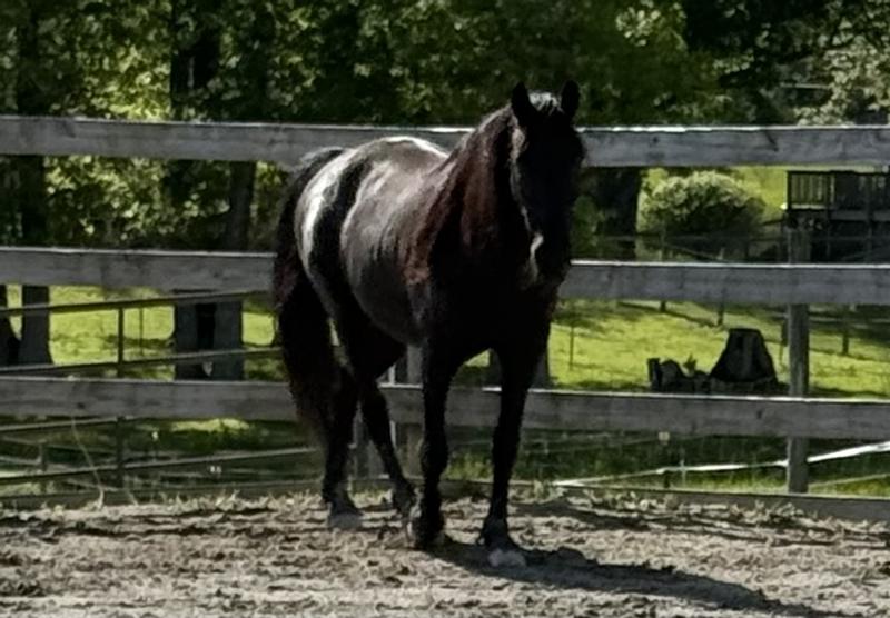 Memphis in paddock