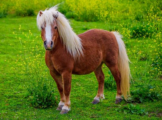 Buddy looking good after a bath .