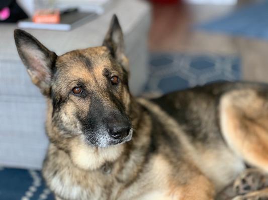 "Did you say bacon?"