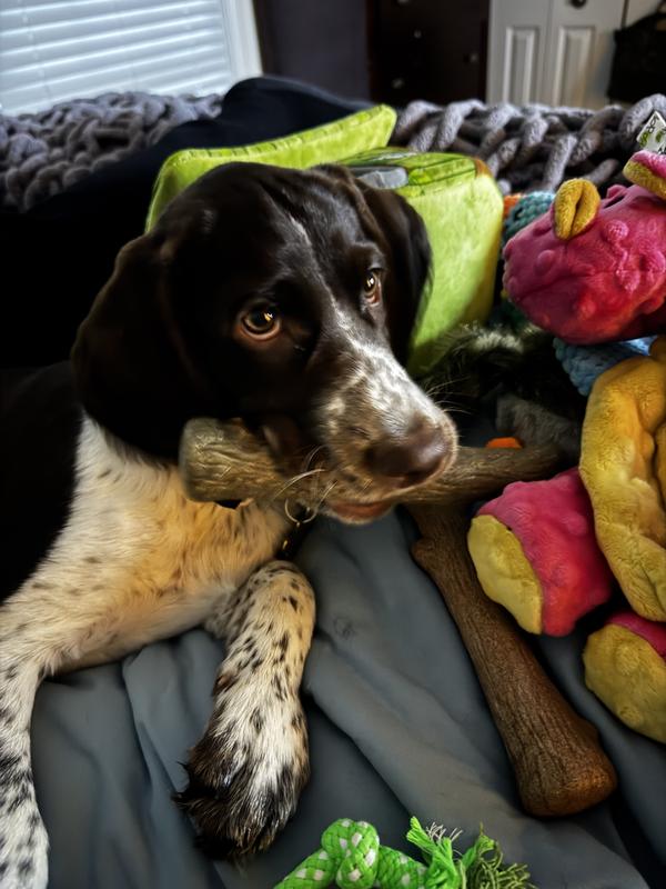He’ll pass up his other toys to gnaw on his sticks.