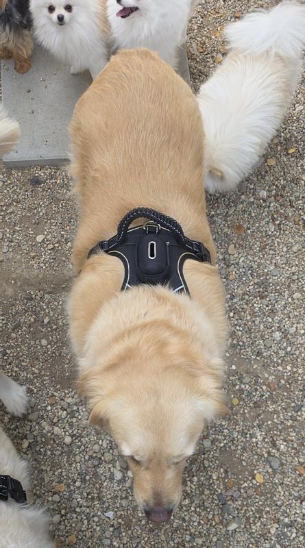 Adjustable and convenient