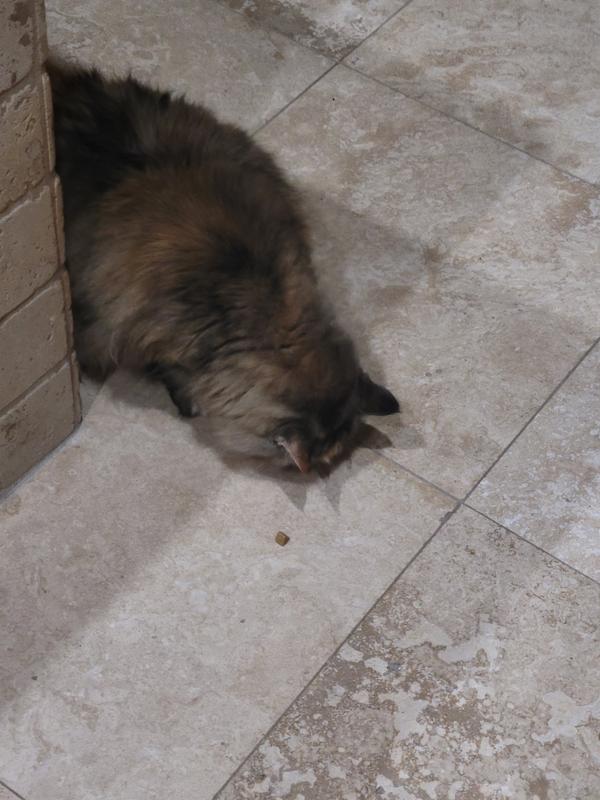 Raina enjoying her treats without being crumbled