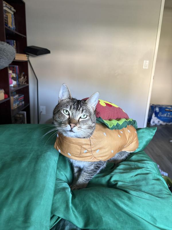 Moderate annoyed Hot Okapi Dog