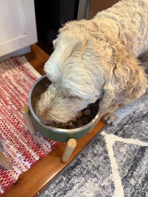 Happy dog eating!