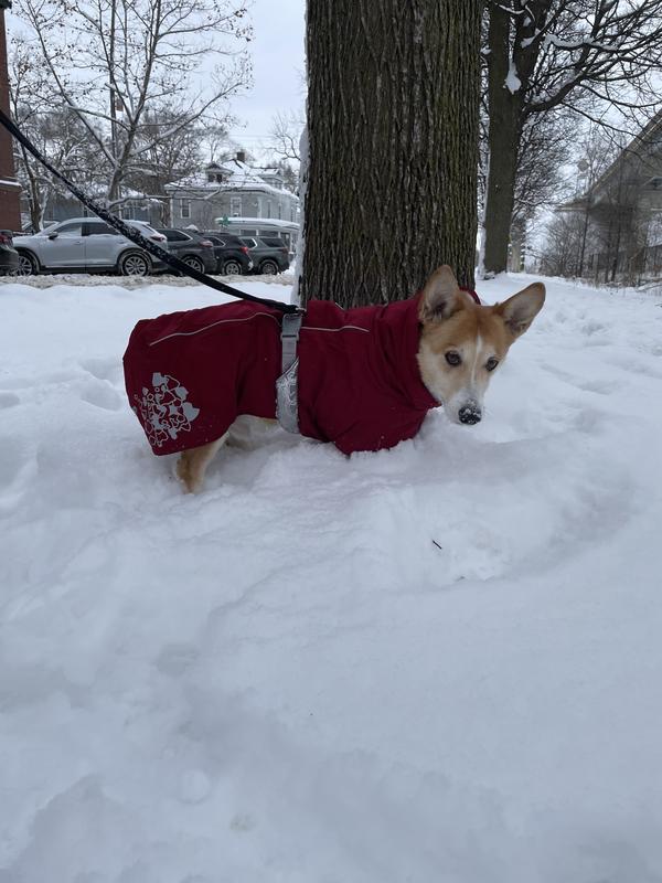 HURTTA Extreme Warmer Insulated Dog Parka, Lingon, 22in