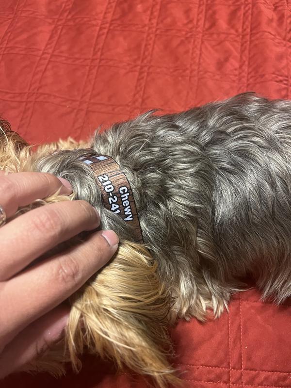 A little to big for a yorkie