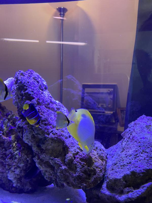 Saltwater aquarium