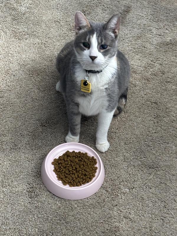 Our new cat with her bowl of Pro Plan