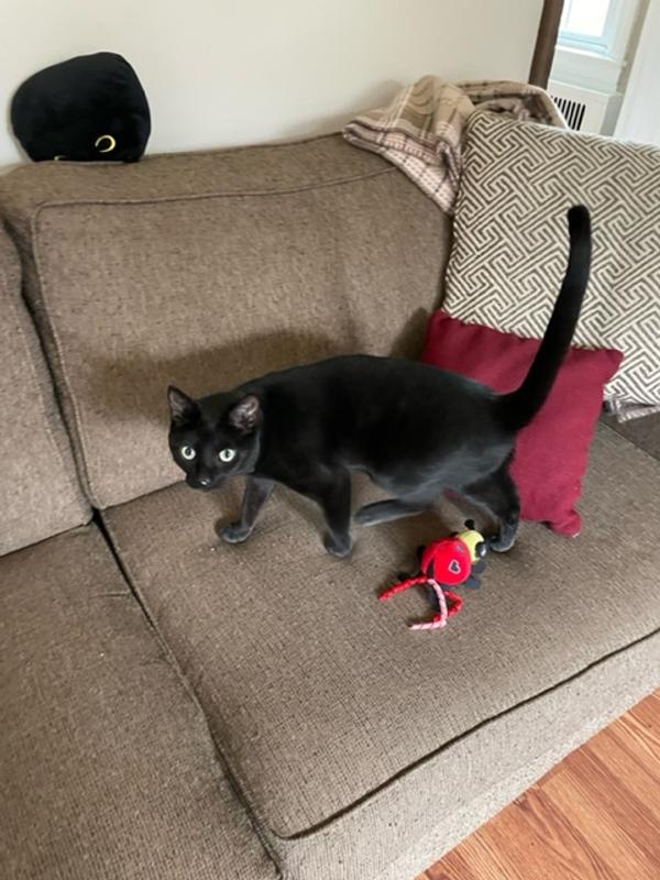 Out of Stock FRISCO Valentine Jammin' Ladybug Plush Cat Toy with