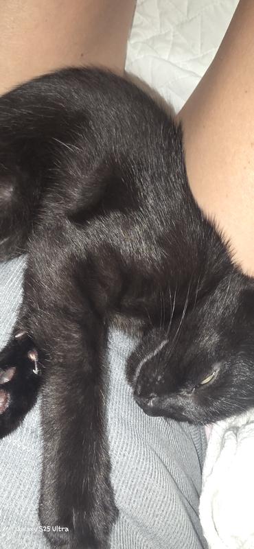 Meip My Black Beauty