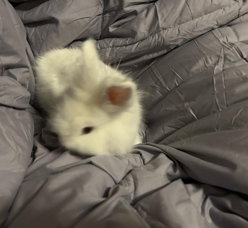 Comfy love