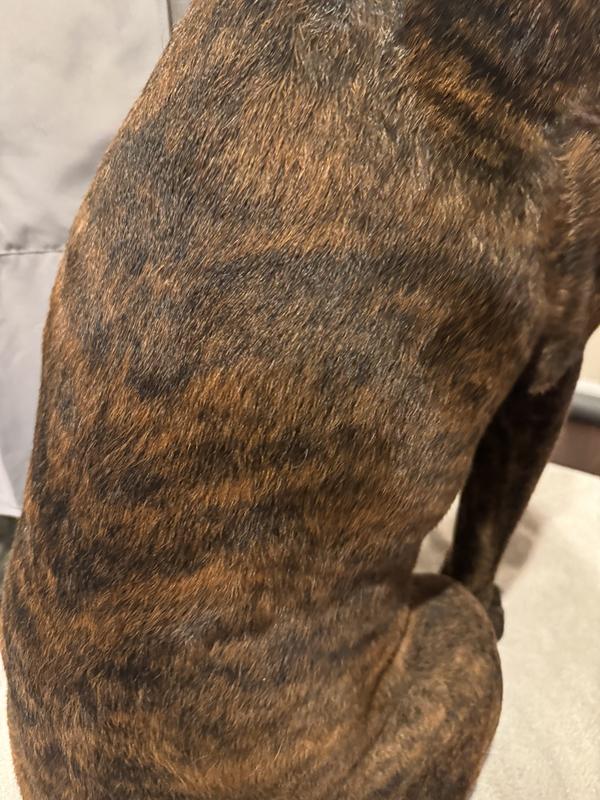 End results dry fluffy pup!