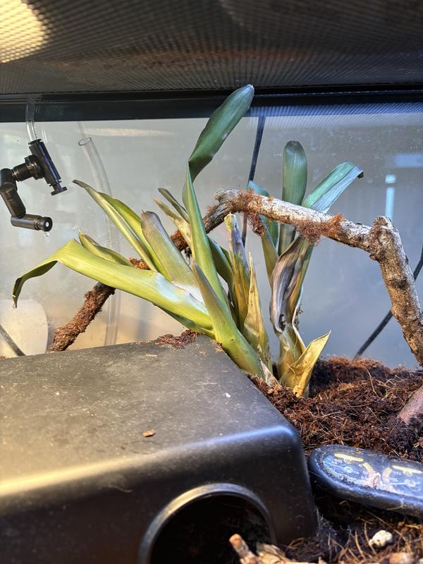 Close to the mist = greener