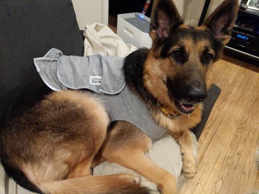 Comfort zone calming sales vest for dogs