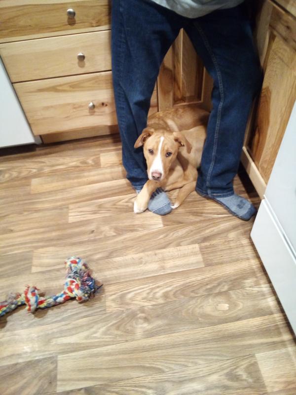 Lovey dog, very protective