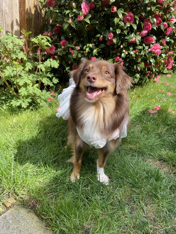 Autumn modeling her Frisco Rosette and Tulle Wedding Dress