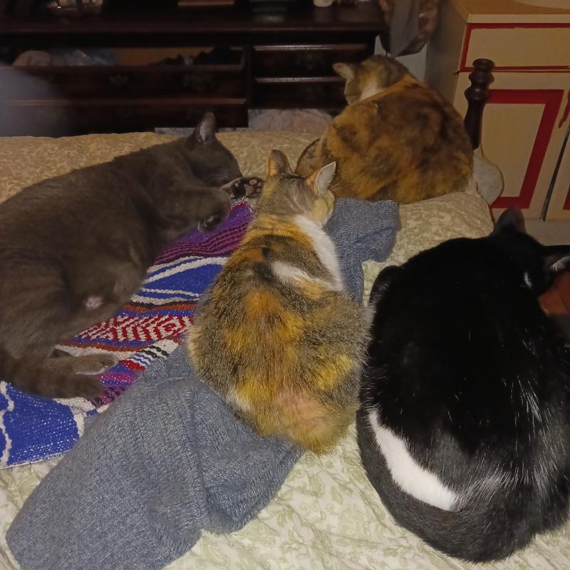 My happy, flea-free kitties 😸 💕