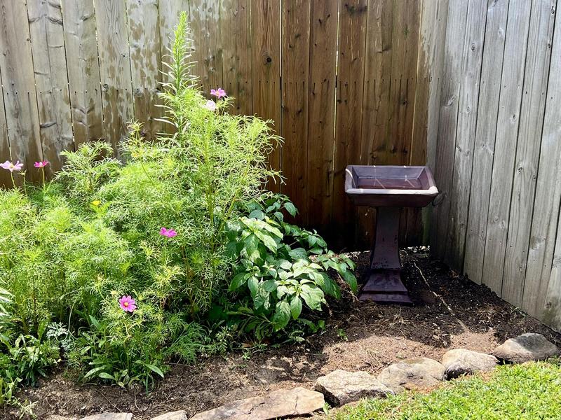 Sitting by my wildflower garden