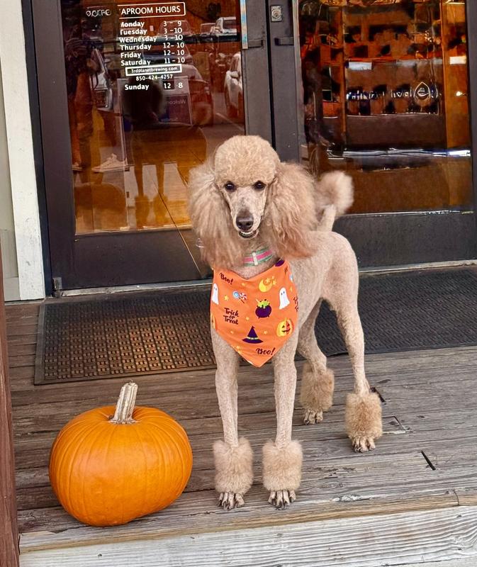 Looking fit & trim thanks to her diet of Purina Pro Plan 30/20!