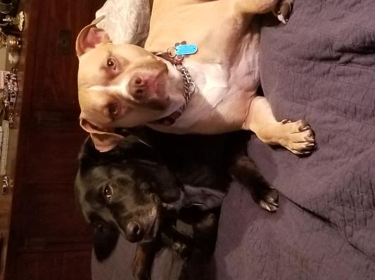 Barney & Toasty. Two happy Redbarn Dogs.