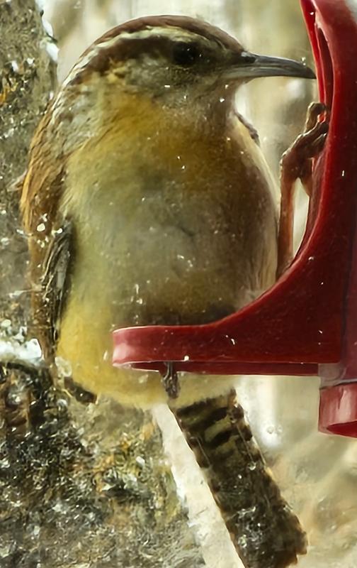 Carolina Wren