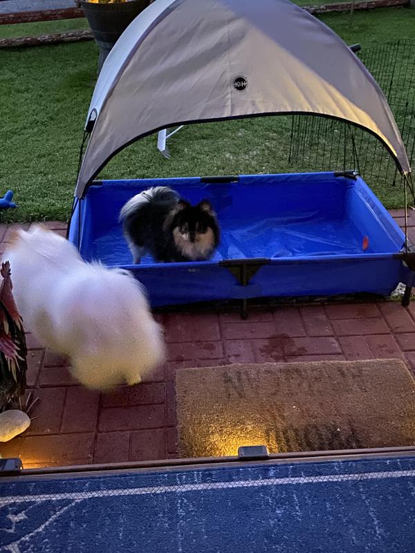 But mommy you let us have our pool party until after dark last night, so why did you take the water out, it’s not dark yet? 🤣😂