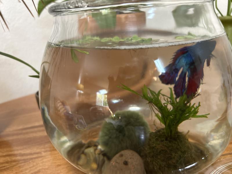 Really looks fake next to real moss & plants!