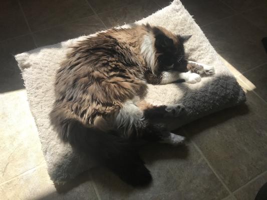 Sunning himself after his pill.