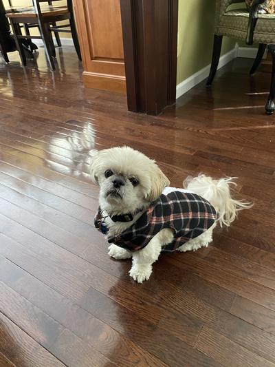 Waiting for a treat.