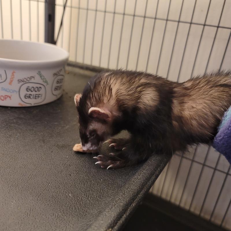 Lilah enjoying her treat