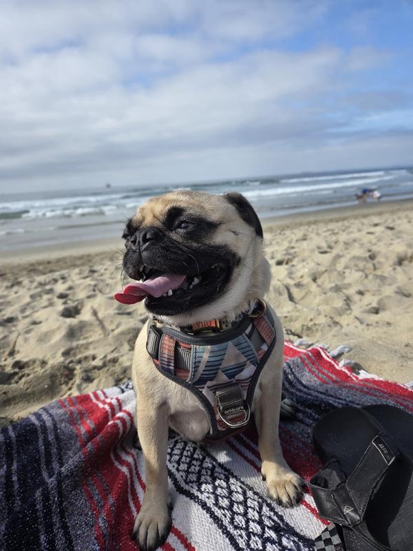 Vito enjoying the beach with his Santa Monica Embark harness.