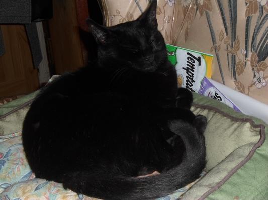 Teacup with a tummy full of Fancy Feast Savory Centers.
