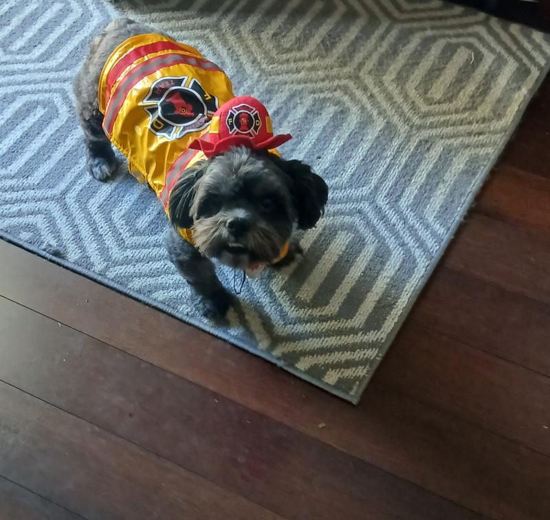 Buster ready for duty.