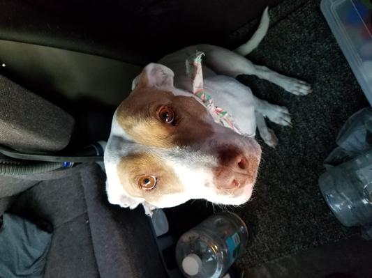 Bella the intrepid traveling pitbull