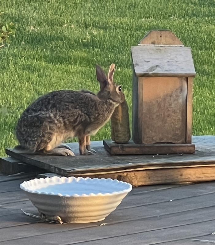 Bunnies love these!