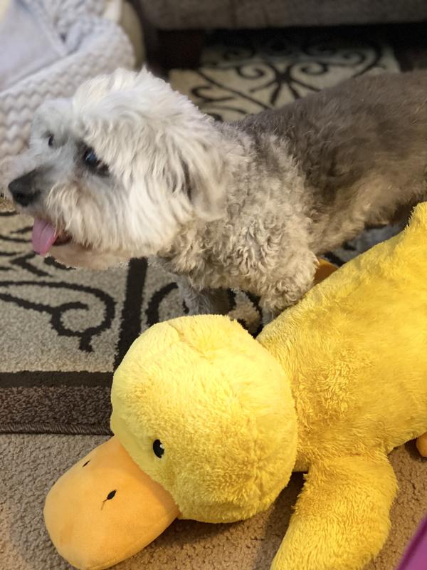 FRISCO Duck Plush Squeaky Dog Toy, Large - Chewy.com