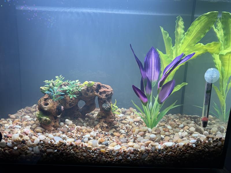 First day. No fish obv. A little cloudy because it hasn’t settled yet.